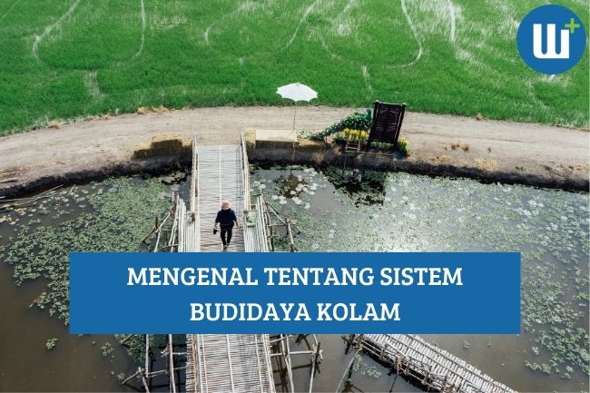 Mengenal Tentang Sistem Budidaya Kolam